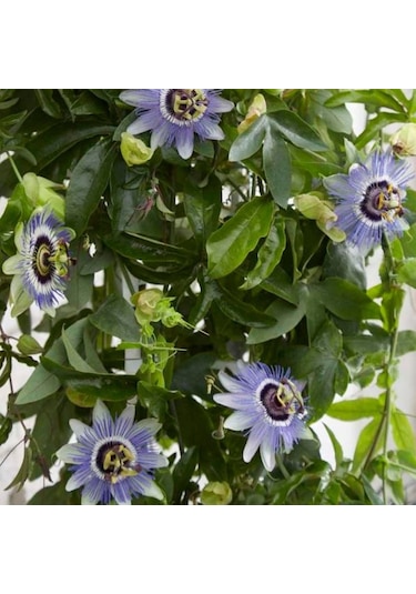 Kolay Bakımı Olan Tüplü Passiflora Caerulea Mavi Çiçekli Passiflora Çiçeği Fidanı