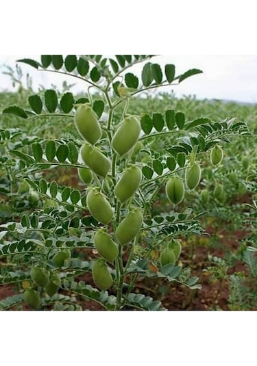 Eko Paket Nohut Tohumu Yeni Mahsül Geleneksel Nohut Tohumu 150 Adet Tohum