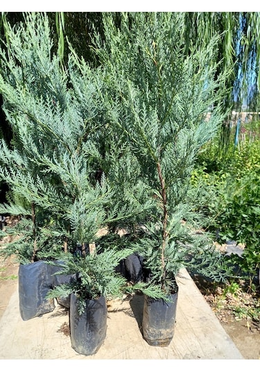 10 Adet Leylandi Siyah Tüp Torbada Ortalama 80 Cm Çit Çamı