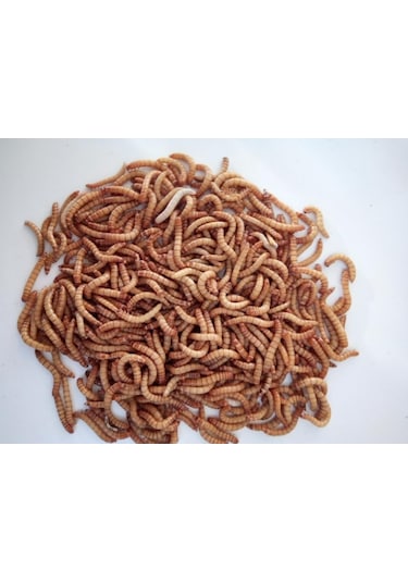 Turkuaz Un Kurdu 100 G