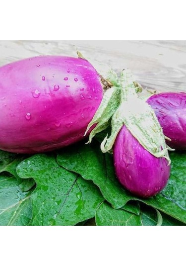 Rosita Etli Patlıcan Tohumu 15 Tohum