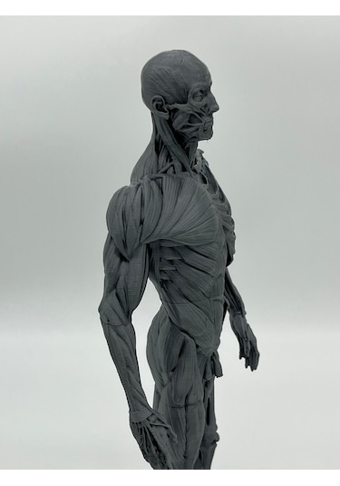 İnsan Anatomisi Erkek - Kas Ve Kemik Detaylar - 35 Cm