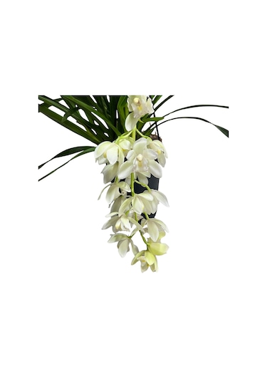 Cymbidium Cascade 'ıce' Simbidyum Orkide