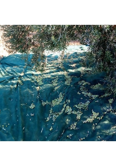 Morilu Zeytin Toplama Filesi Sergenlik Zeytin Yaygısı  Yüzde 75'lik Zeytin Filesi Toplama Örtüsü