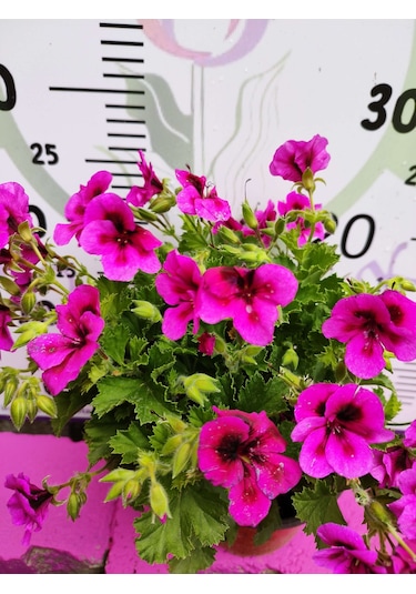 Mor Alacalı Ceylangözü Sardunya Pelargonium Domesticum - Renkli Süs Bitkisi
