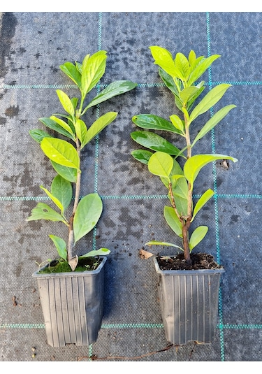 Karayemiş Taflan Fidanı 2 Adet