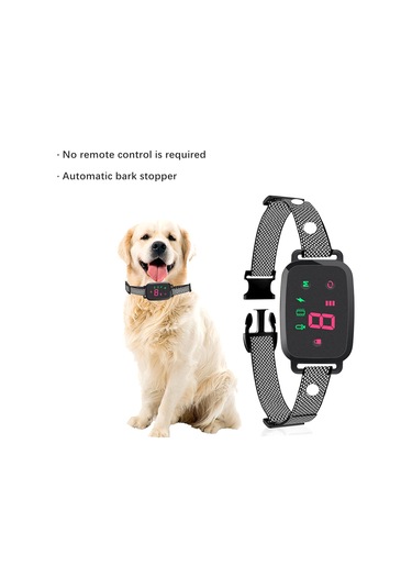 Suntek İç Mekan Oturma Odasında Çalıştırmak Için Köpek