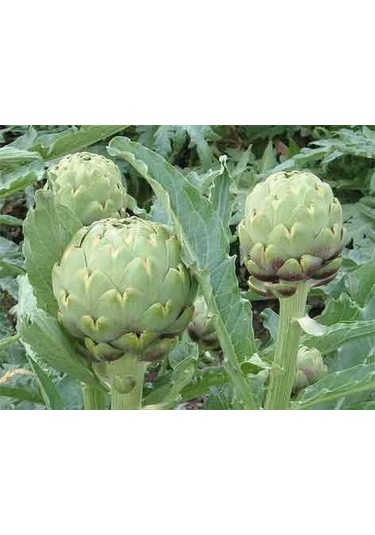 20+ Adet Yeşil Küre Enginar Tohumu