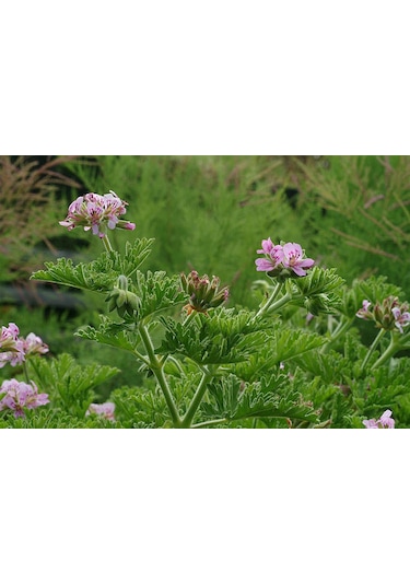 Itır Çiçeği 10 Adet - Pelargonium Graveolens