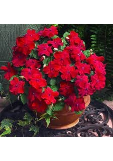 40 Adet Tohum Organik Hobi Bahçe Cam Güzeli Balkon Çiçeği Saksı T