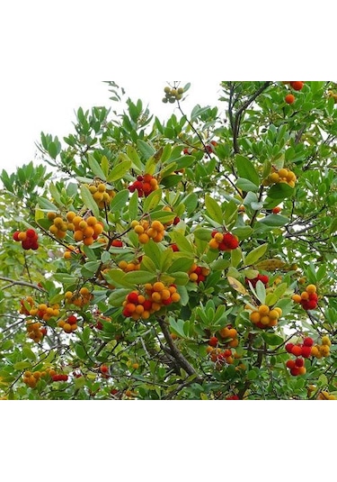 Kocayemiş Dağ Çileği Fidanı Saksılı 20 - 30 Cm