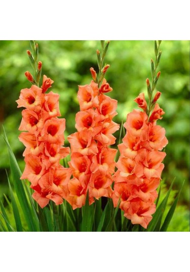 Turuncu Renk Glayöl Soğanı 5 Adet