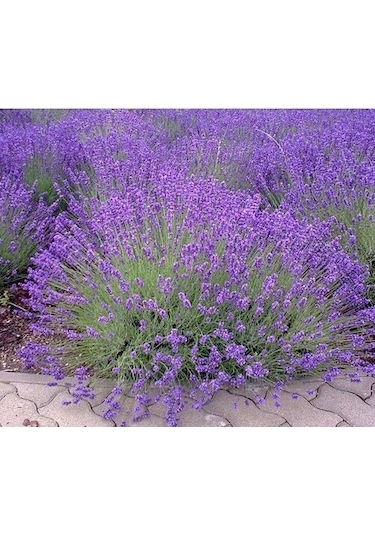 Darkorchid Moru Lavanta Fidanı 2 Adet 30-40 Cm Lavandula Intermedia