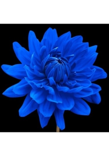 10 Adet Mavi Dahlia Yıldız Çiçeği Tohumu + 10 Adet Hediye Karışık Renk Gül Tohumu