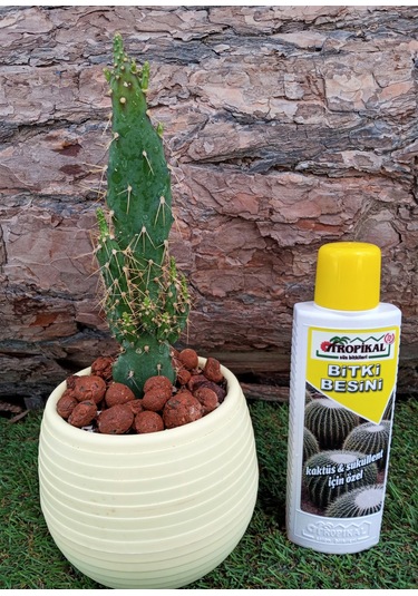 Tropikal Bitki Besini 3'lü Set