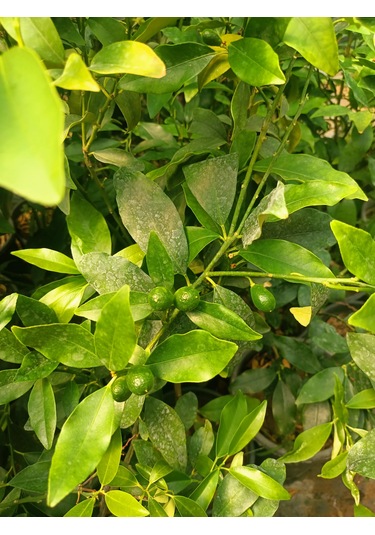 Kumkuat Fidanı Tüplü 40-60 Cm