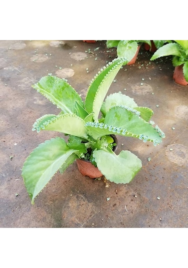 Aşkın Gözyaşları Çiçeği  Saksılı