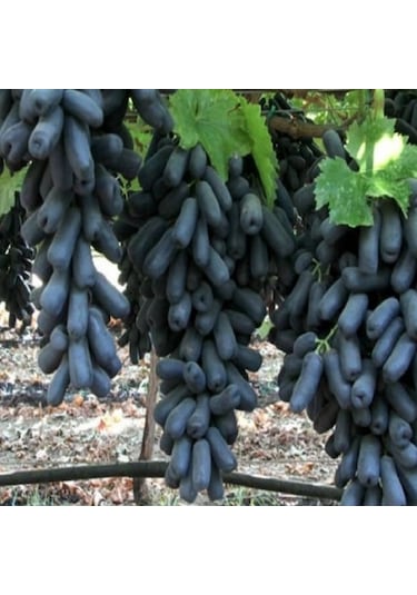 Tüplü Çekirdeksiz Finger Black Üzüm Fidanı