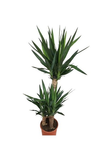 3 Lü Üçlü Yukka Bitkisi 140-150 Cm Uzunluğunda