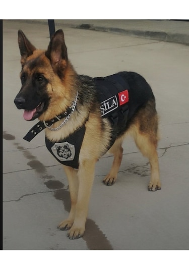 MgTasma K9 Göğüs Ve Sırt Tasması Siyah