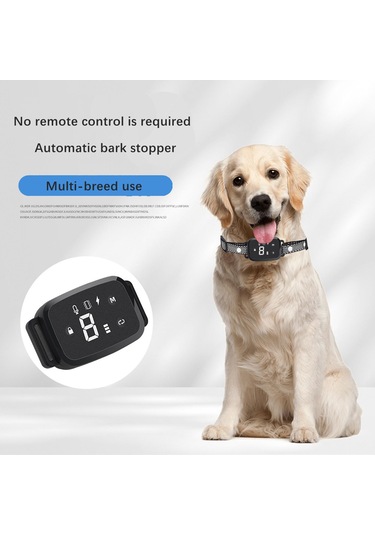 Homyl İç Mekan Oturma Odasında Çalıştırmak Için Köpek