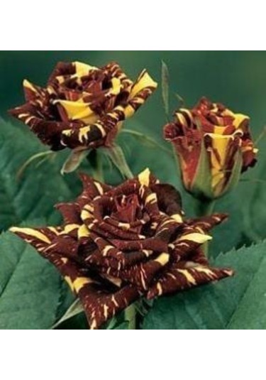 Tüplü Yediveren Sihirbaz Abrakadabra Gül Fidanı