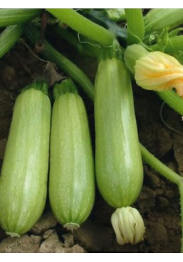 Çok Verimli Hibrit Dolma Kabağı Sebze Tohumu 10 Ad. Tohum