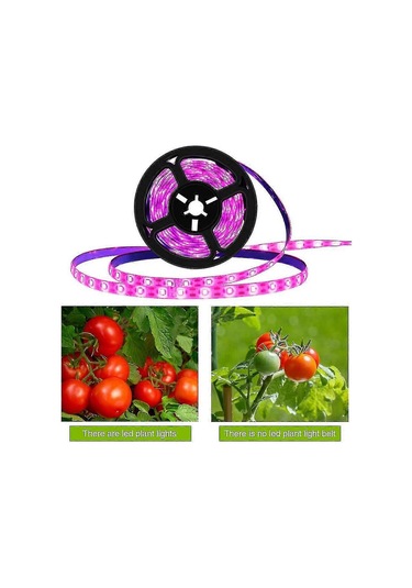 Bitki Işık Şeritleri - İç Mekan Bitkileri, Sukulentler, Hidro Çok Renkli