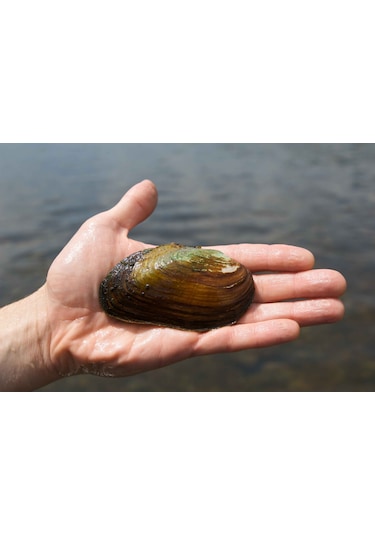Tatlı Su Midyesi 10 Adet 4-9 cm