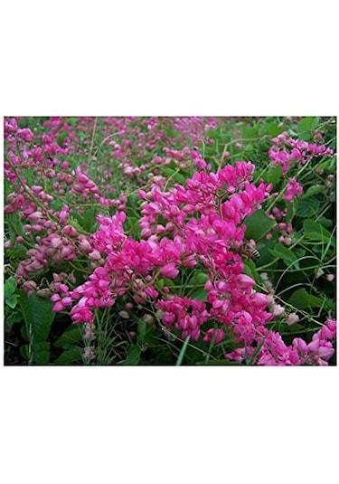 Pembe Çiçekli Çin Aşk Sarmaşığı Tohumu