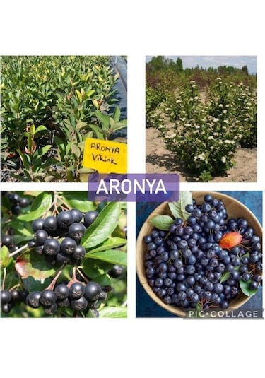 Aronya Fidanı 2 Yaş 2 Adet