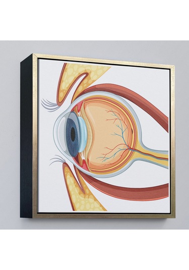 Çerçeveli Göz Anatomizi Tablosu - Göz Doktoru Hediyesi-8367