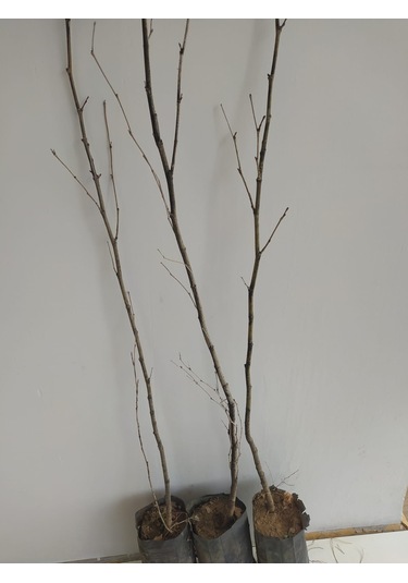 Fidan Doğu Çınar Fidanı 1.40-1.60 Cm Boy 1 Adet