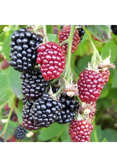 Böğürtlen Dikensiz Jumbo 2 Adet