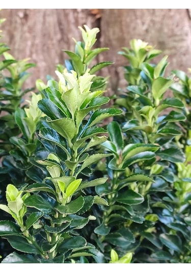Yeşil Formlu 3 Adet Saksılı Çıtır Taflan Çiçeği 20-40cm