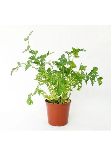 Maydanoz Tohumu D'giant İtaliana Çeşidi, 1 Gram, 700 Adet