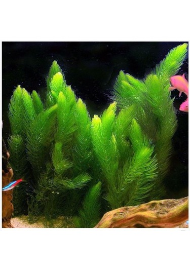 Tilki Kuyruğu Yavru Saklanmasına Uygun Alvaryum Bitkisi 1 Bağ