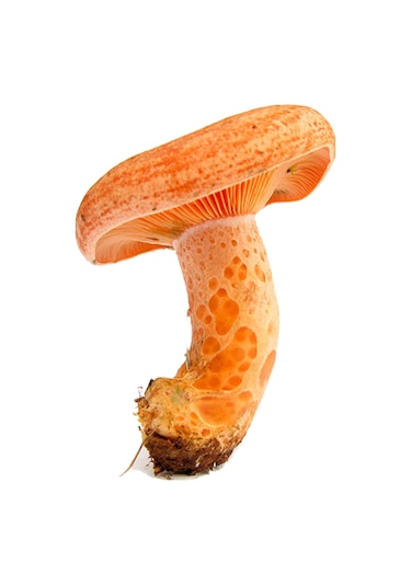 Kanlıca Mantarı Çintar Çam Melki Mantar Tohumu 300gr