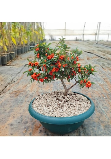 Bonsai Ateş Dikeni Pyracantha 5-6 Yaş