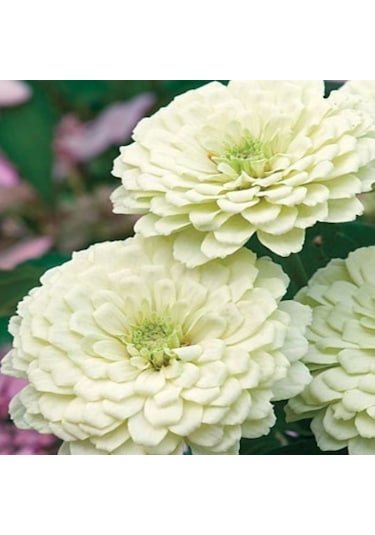 Super Yoga White Zinya Çiçeği Tohumu 40 Tohum