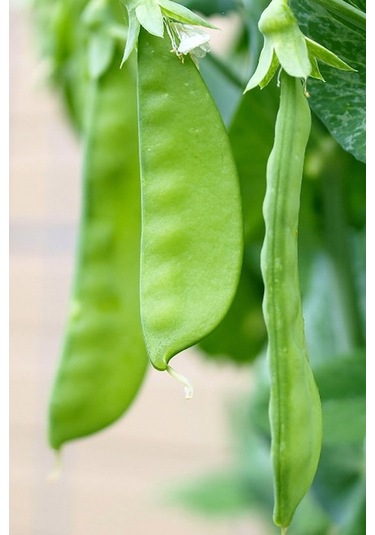 +100 Adet Yaprak Bezelye Tohumu