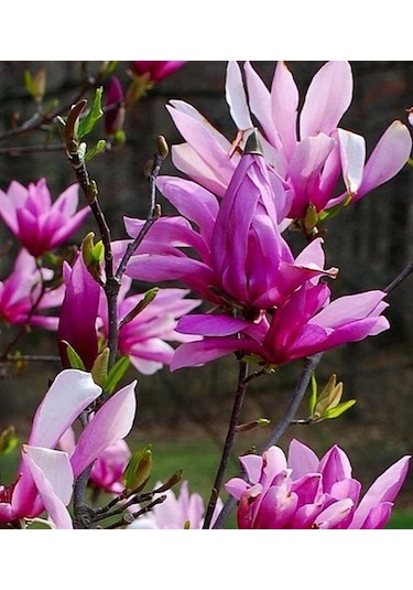 Manolya Yaprak Döken Manolya Tüplü 150-180 Cm Bulunan Fidan