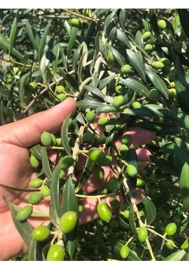 Nikah Düğün Organizasyon İçin Hediyelik Paper Potta Bodur Zeytin Fidanı 75 Adet