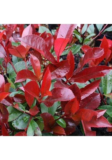 Tüplü Alev Çalısı Photinia Red Robin 30 40 Cm