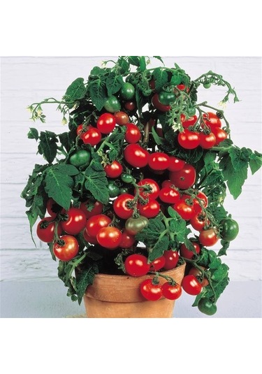Red Robin Domates 25+ Adet Tohum