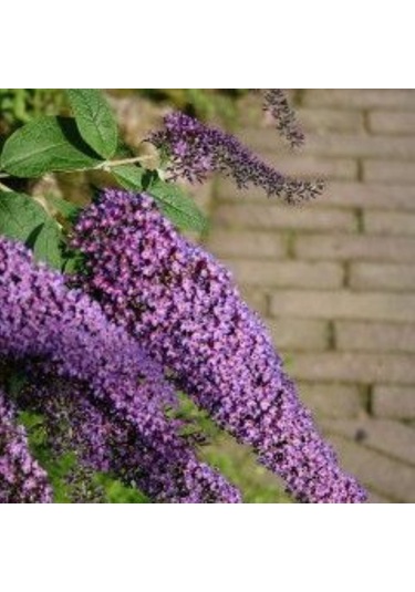 1-2 Yaş Arası Mor Kelebek Çalısı Fidanı Kelebek Çeken Zarif Çiçek