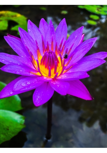5 Adet Tohum Mor Lotus Su Çiçeği Tohumu Kaliteli Nilüfer Çiçek