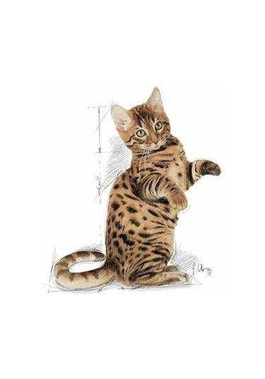 Royal Canin Sterilised Jelly Pouch Kısırlaştırılmış Yetişkin Kedi Yaş Maması 12 x 85 G