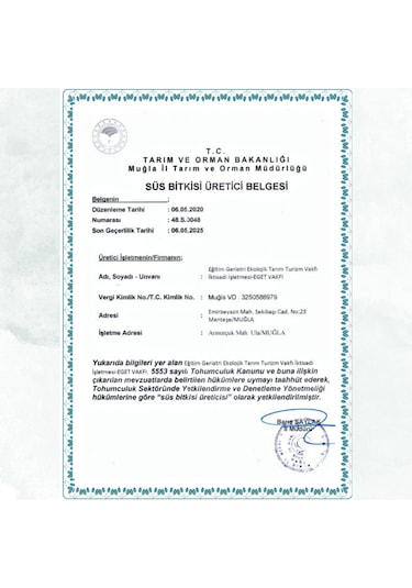 Küba Kekiği Plectranthus Amboinicus Lour. Spreng