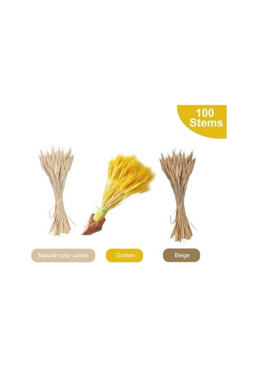 Novahub 100 Adet Doğal Kurutulmuş Çiçekler, Buğday Kulakları & Sapları, Ev Ve Düğün Dekoru Seti